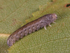 Empria candidata