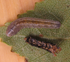 Empria candidata