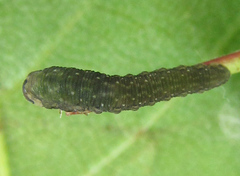 Empria candidata
