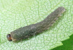 Empria candidata