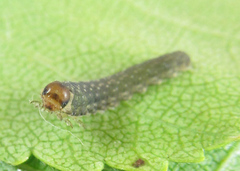 Empria candidata