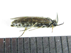 Empria candidata