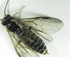 Empria candidata