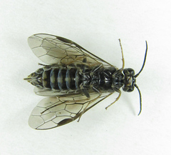 Empria candidata