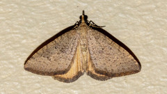 Chrysolarentia insulsata