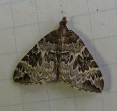 Eulithis explanata