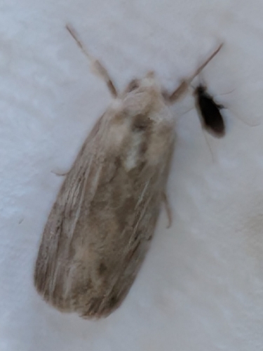 Fine-lined Sallow photo 2