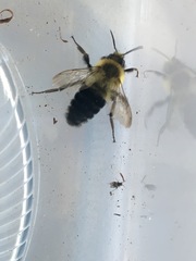 Bombus impatiens image