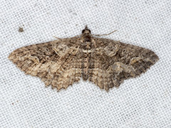 Chrysolarentia plesia