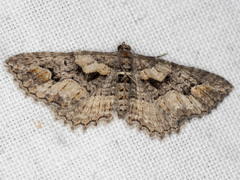 Chrysolarentia plesia