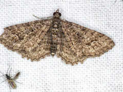 Chrysolarentia plesia