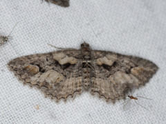 Chrysolarentia plesia