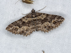 Chrysolarentia plesia