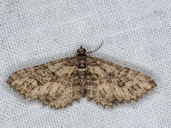 Chrysolarentia plesia