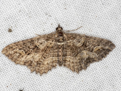 Chrysolarentia plesia