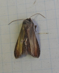 Cucullia convexipennis