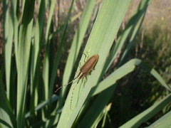 Agapanthia asphodeli