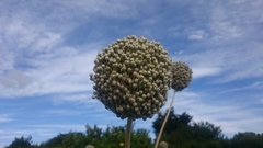 Allium porrum