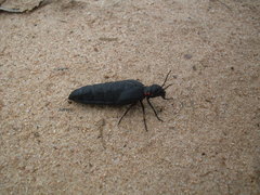 Physomeloe corallifer