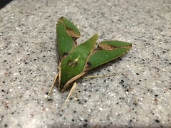 Xylophanes chiron nechus