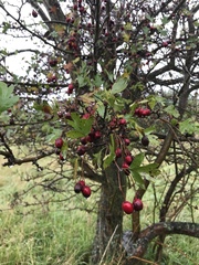 Crataegus
