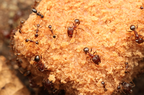 Pheidole fervens observed 2025-07-04