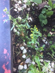 Senecio vulgaris