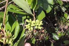 Magnoliopsida