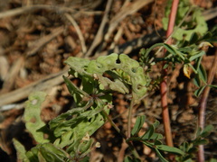 Hippocrepis multisiliquosa