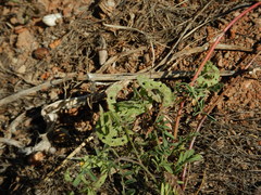 Hippocrepis multisiliquosa