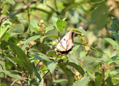 Polyura schreiber tisamenus