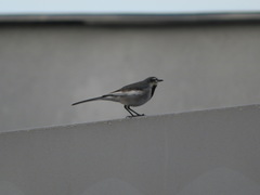 Motacilla alba lugens