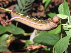 Macroglossum corythus