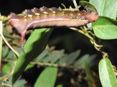 Macroglossum corythus