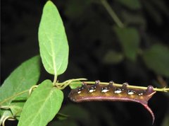 Macroglossum corythus