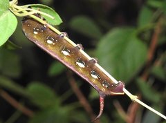 Macroglossum corythus