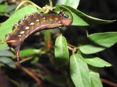 Macroglossum corythus
