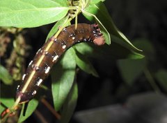 Macroglossum corythus