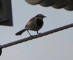 Motacilla alba lugens