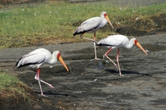 Mycteria ibis
