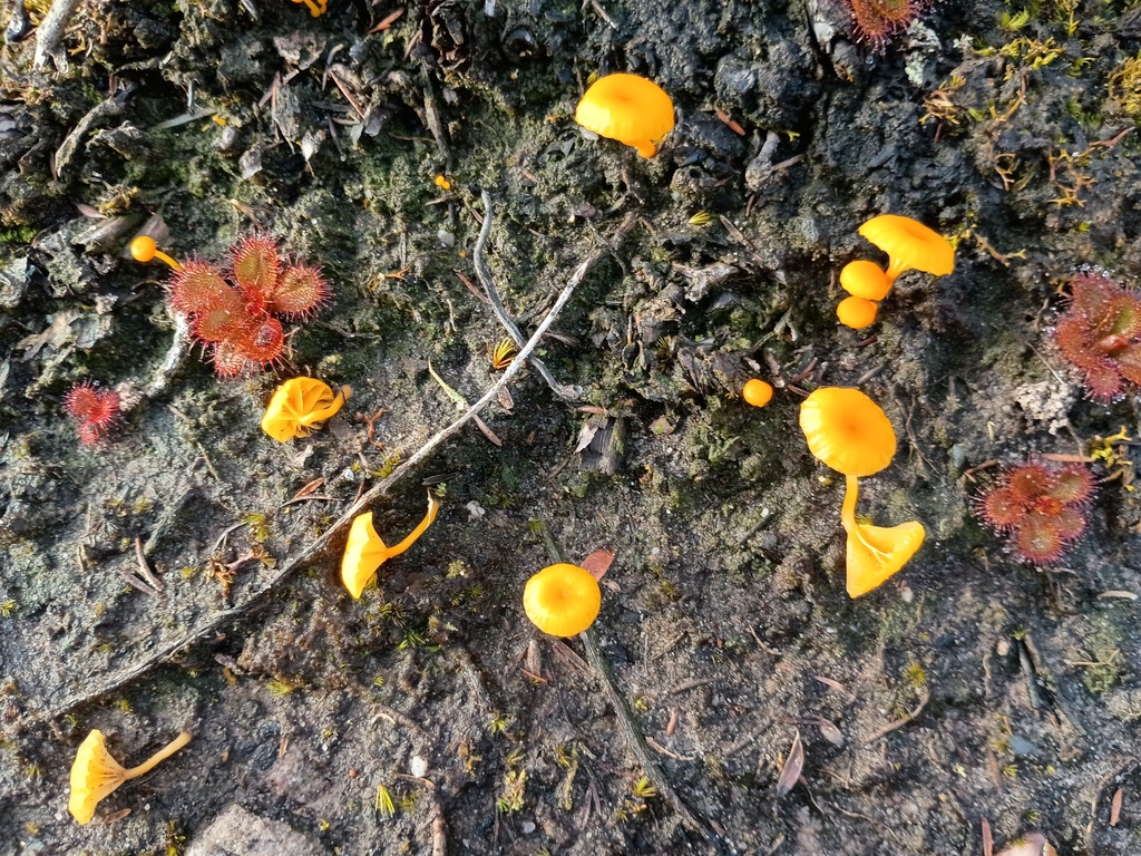 Lichenomphalia chromacea · July 2025 · photo: © grampianshiker (iNaturalist, cc-by)