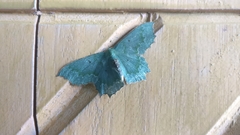 Episothalma robustaria