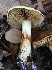 Cortinarius xanthodryophilus
