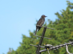 Hypsipetes amaurotis