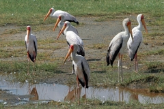 Mycteria ibis