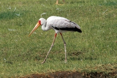 Mycteria ibis