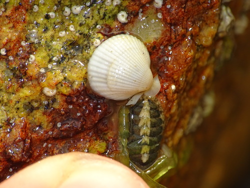 Lepidochitona cinerea