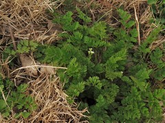 Chaerophyllum procumbens