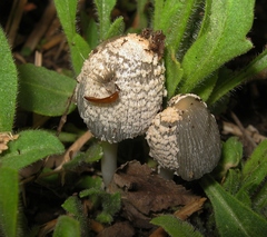 Coprinellus flocculosus