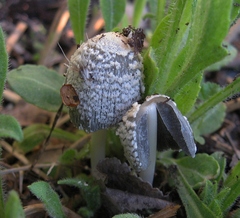 Coprinellus flocculosus